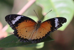 Cethosia cyane