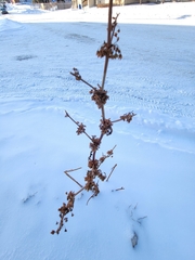 Rumex stenophyllus