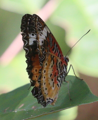 Cethosia cyane