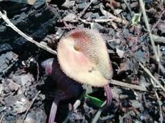 Aristolochia maxima