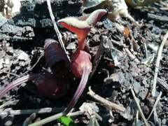 Aristolochia maxima