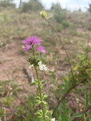 Syncolostemon bracteosus
