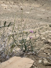 Stephanomeria runcinata