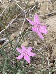Stephanomeria runcinata