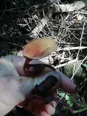 Aristolochia maxima