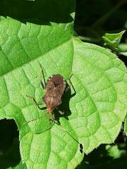 Anasa scorbutica