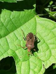 Anasa scorbutica