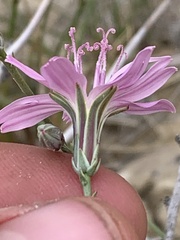 Stephanomeria runcinata