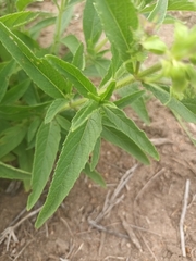 Syncolostemon bracteosus