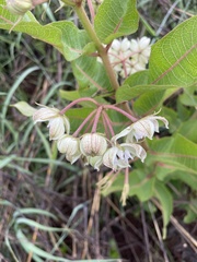 Asclepiadinae