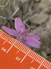 Stephanomeria runcinata