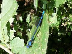 Argia elongata
