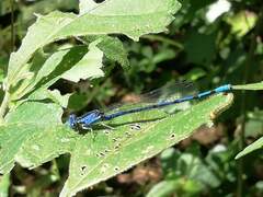Argia elongata