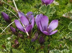 Gentianella cerastioides