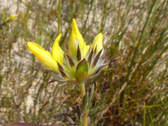 Aspalathus tridentata