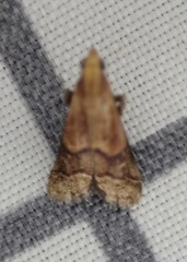 Eulogia ochrifrontella