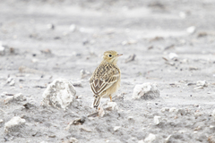 Anthus spragueii