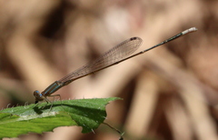 Aciagrion pallidum