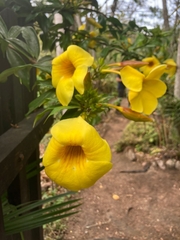 Allamanda cathartica