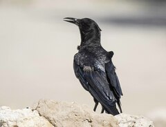 Corvus capensis capensis