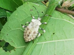 Anasa scorbutica