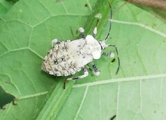 Anasa scorbutica