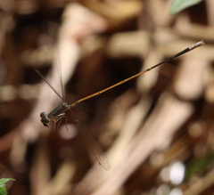 Aciagrion pallidum