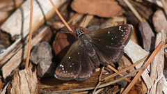Pholisora