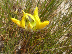 Aspalathus tridentata