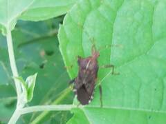 Anasa scorbutica