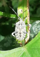 Anasa scorbutica