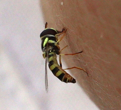 Ischiodon