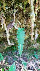 Deparia petersenii