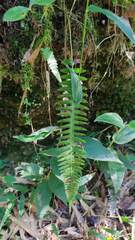 Gleichenella pectinata