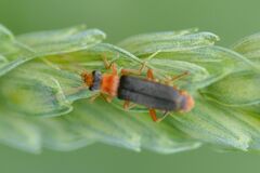 Cantharis lateralis