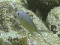 Chromis ternatensis