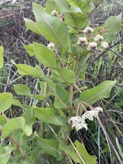 Asclepiadinae