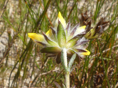 Aspalathus tridentata