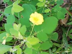 Oxalis frutescens