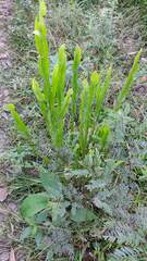 Baccharis trimera