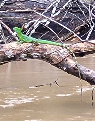 Basiliscus plumifrons