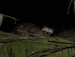 Paradoxurus musangus javanicus
