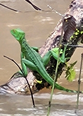 Basiliscus plumifrons