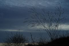 Rhamphospermum nigrum