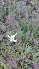 Lilium formosanum