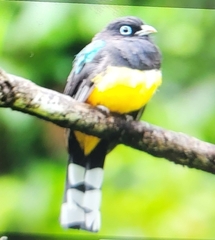 Trogon melanocephalus