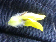 Aspalathus tridentata