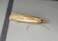 Crambus praefectellus