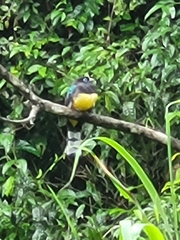 Trogon melanocephalus