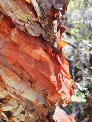 Polylepis